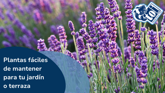 Plantas Fáciles de Mantener para tu Jardín o Terraza siendo Principiante